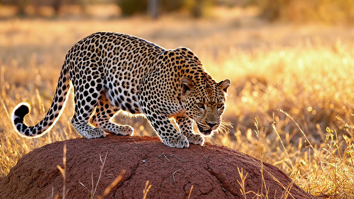 VEO 3.1 Leopard auf Termitenhügel Prompt