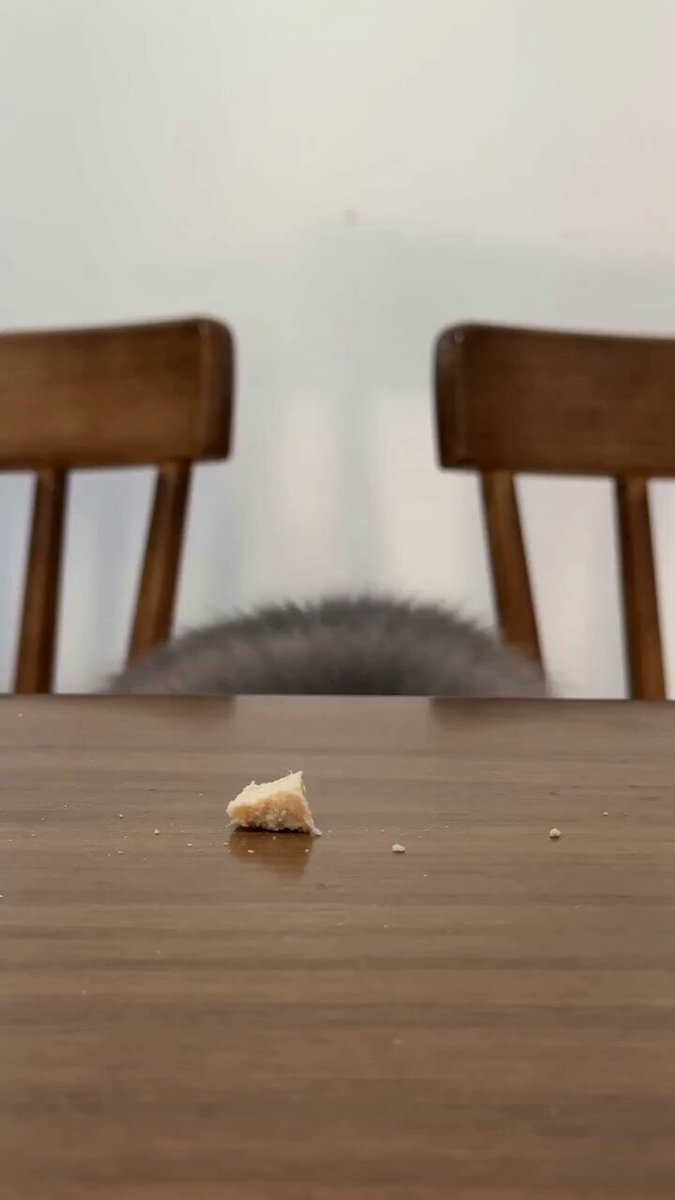 Séquence d'action du vlog animalier « Sneaky Cat »