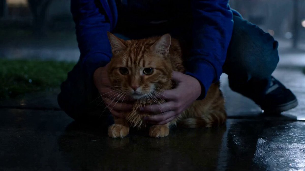 15-Sekunden-Mikrodrama: Alien-Katzen-Twist