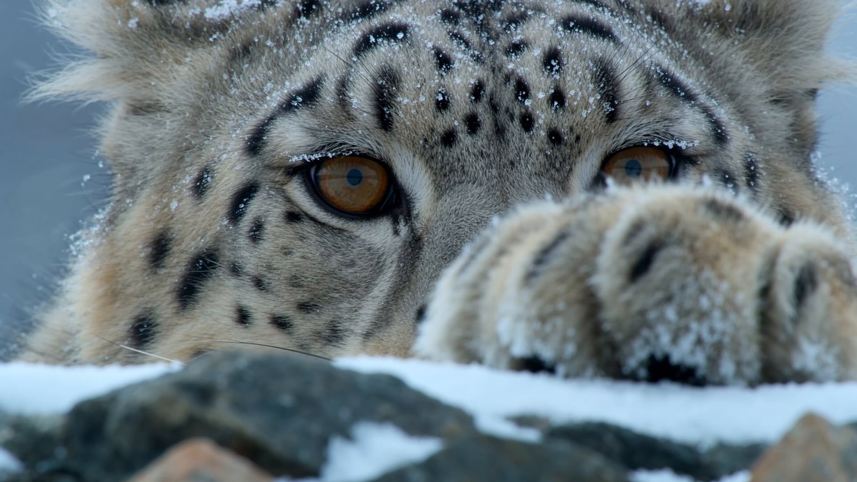 Dokumentation: Die Jagd des Schneeleoparden