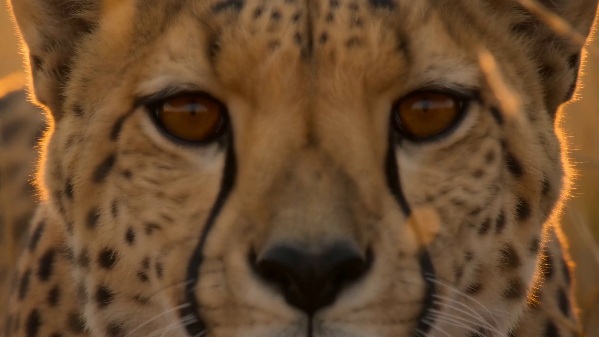 National Geographic Dokumentation: Die Jagd des Afrikanischen Geparden