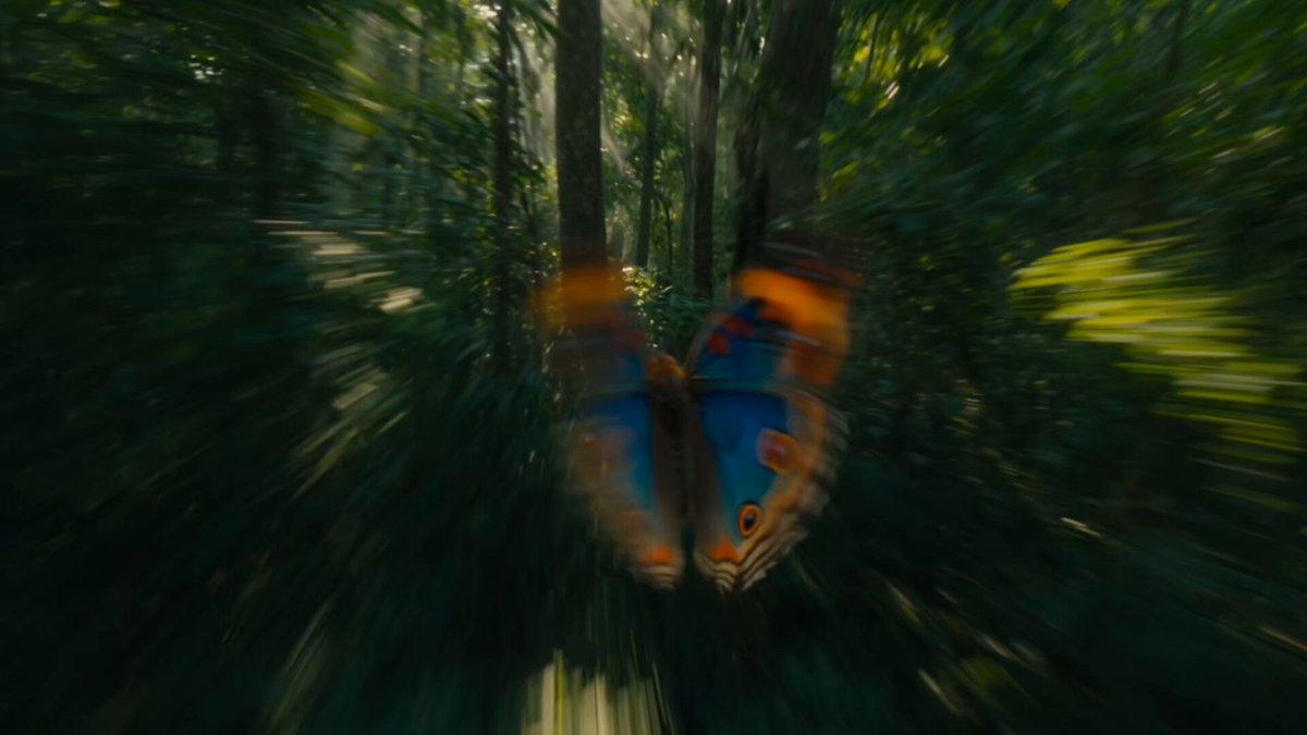 Kontinuierliche Verfolgungsjagd: Schmetterling und Papagei im Wald