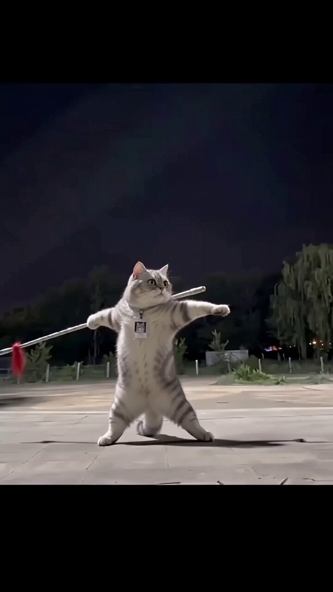 Kampfsport-Katzen-Videogenerierung