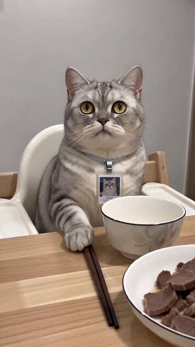 Realistische Interaktion mit einer sprechenden Katze