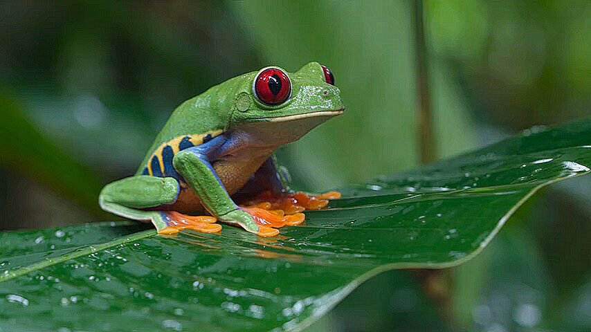 Realistic Rain Forest Frog Animation