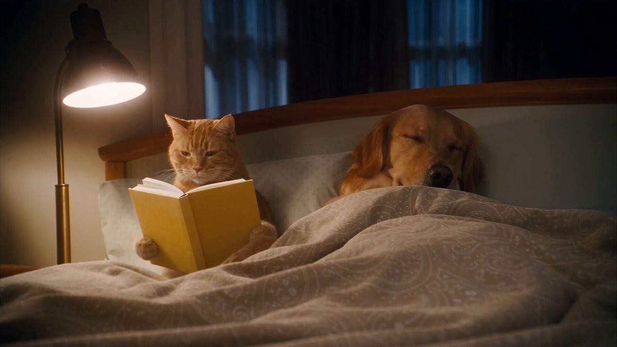 Cat Reading Bedtime Story to Dog