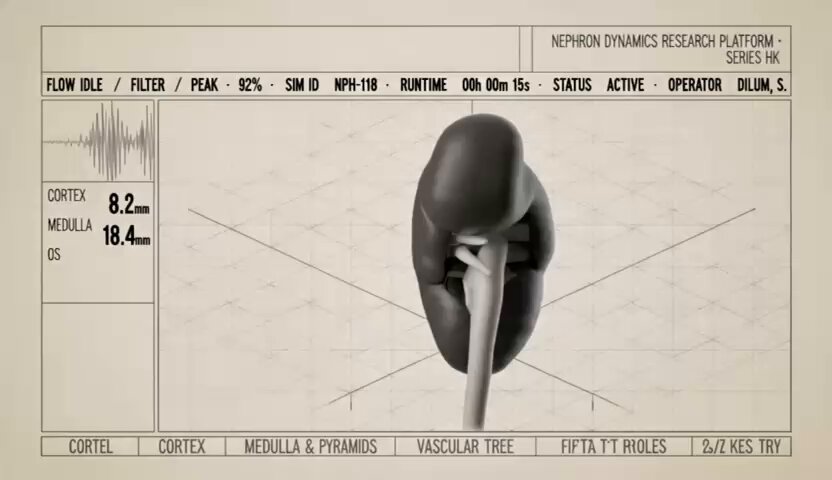Kidney HUD Scientific Explainer
