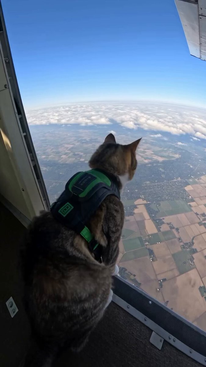 Cat Freefall From Airplane