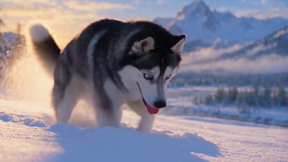 Husky Meets Snow Bunnies