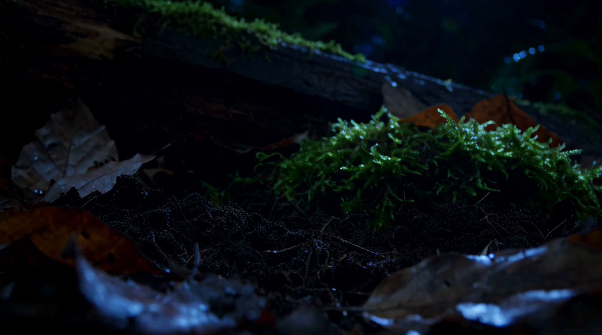 Three Glowing Mushrooms
