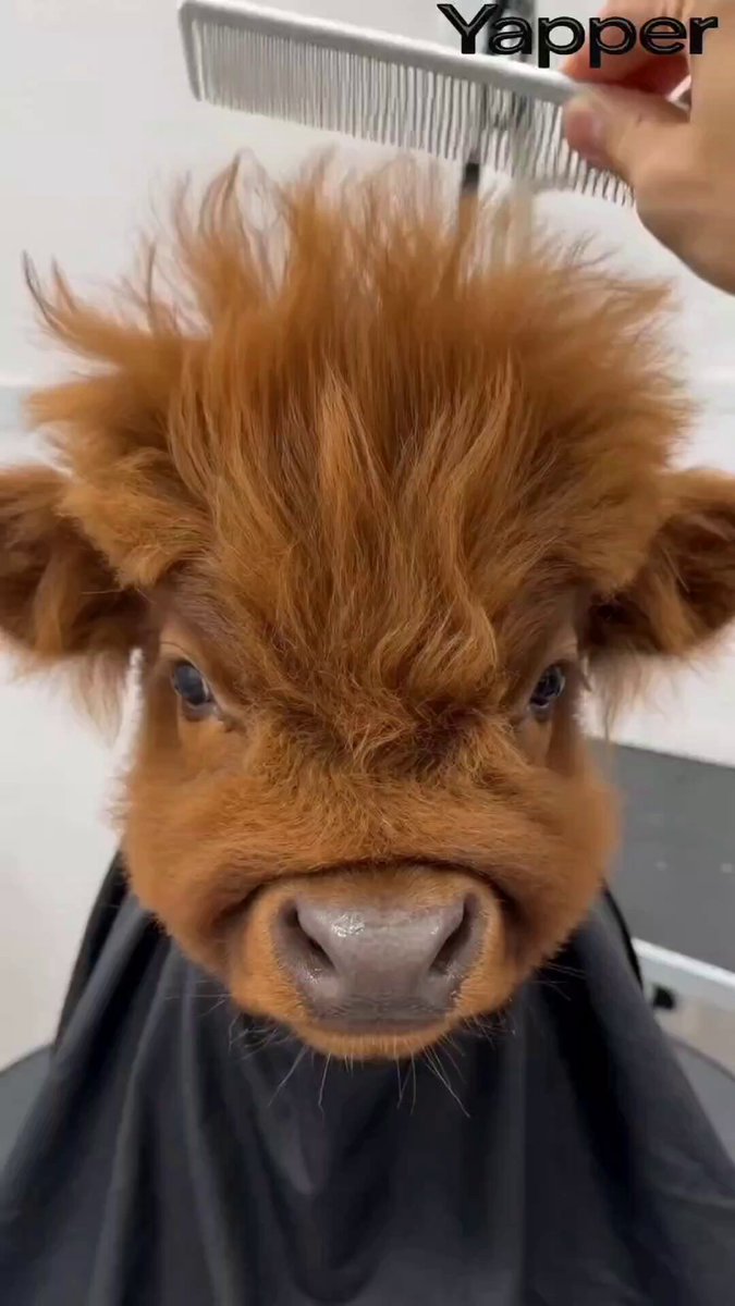 Humorous Persian Calf Haircut Transformation Video Prompt