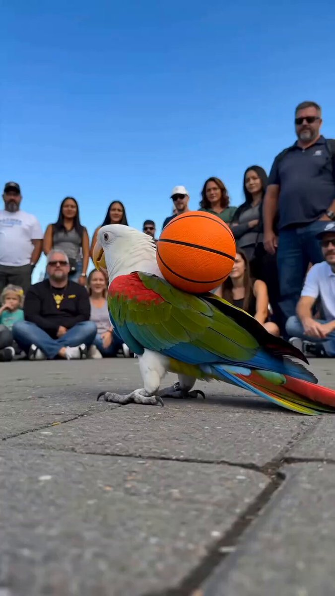 Baloncesto callejero con un loro