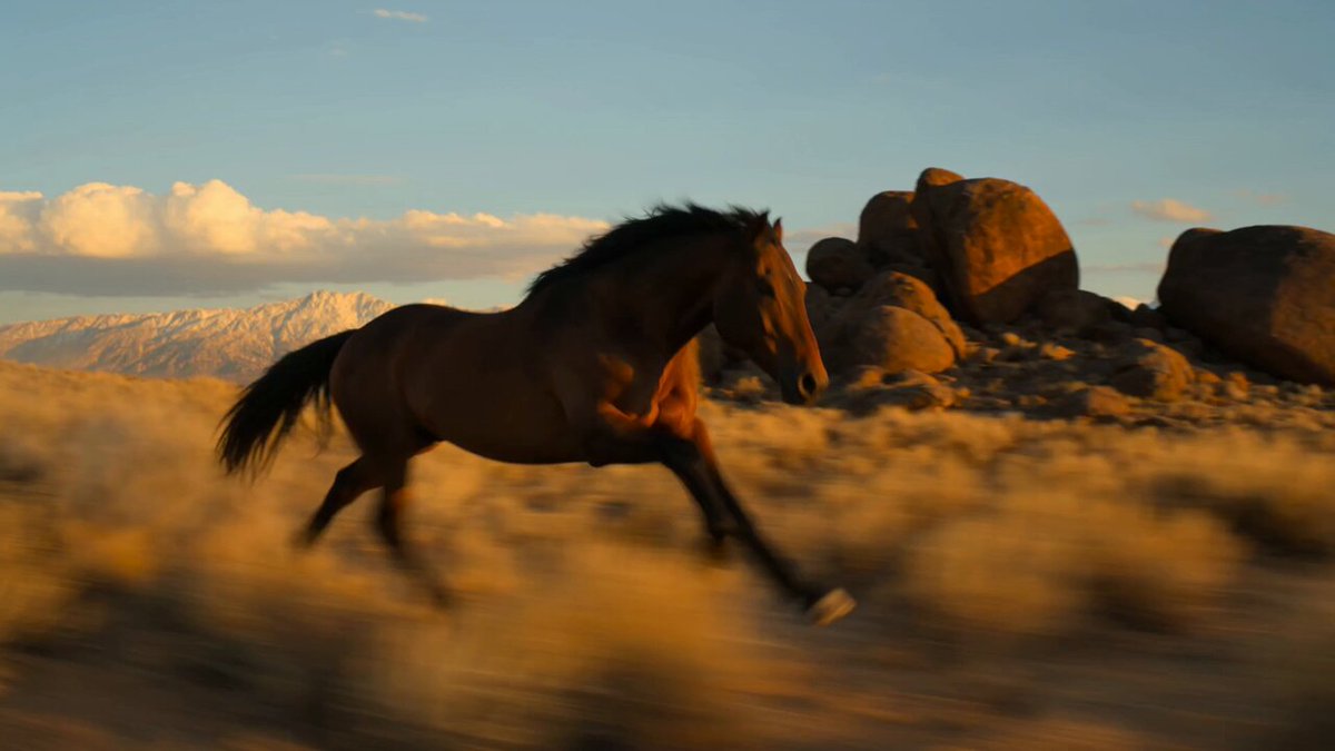 Mustang-Wüsten-Galopp filmische Aufnahme