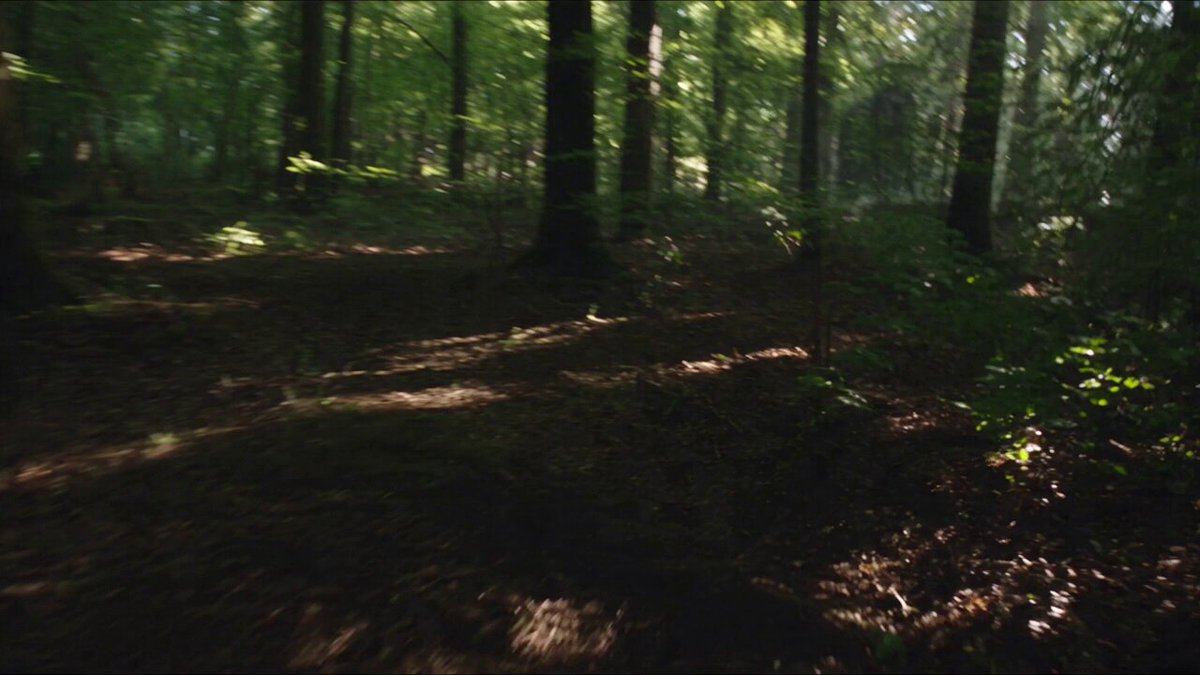 Bigfoot-Wald-Found-Footage