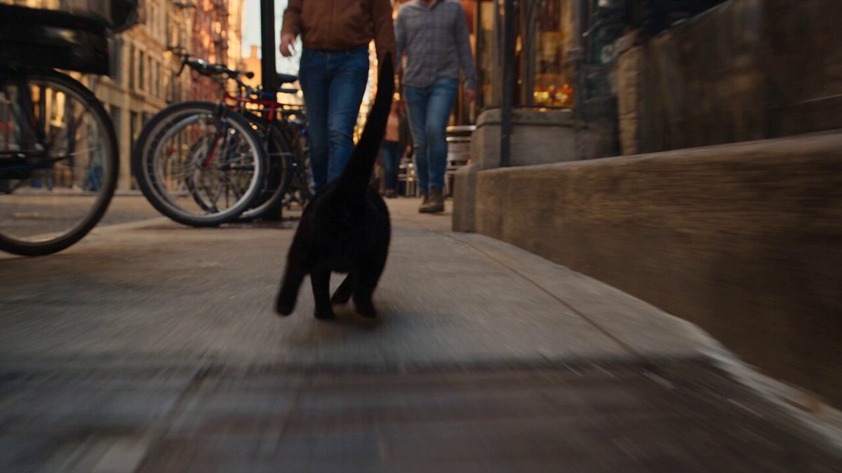 Cinematic Cat Chase Tracking Shot